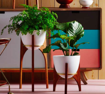 3 Reasons You Should Have More Plants In Your Home